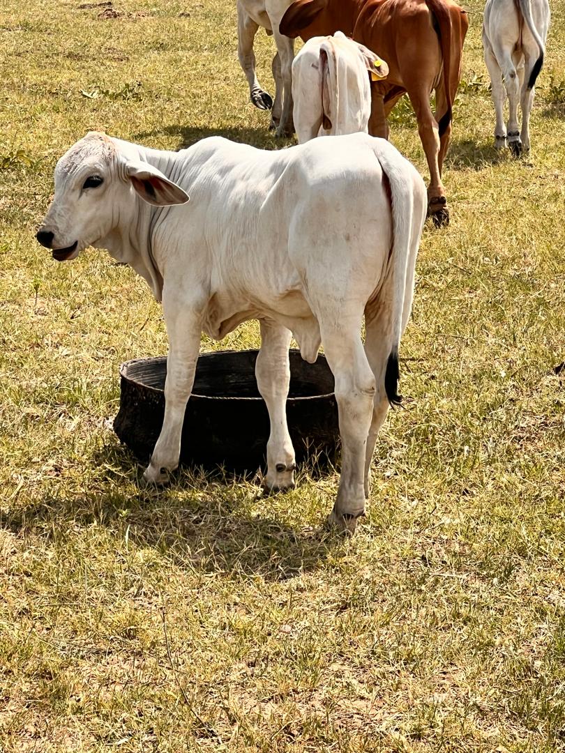 Angus Heifer